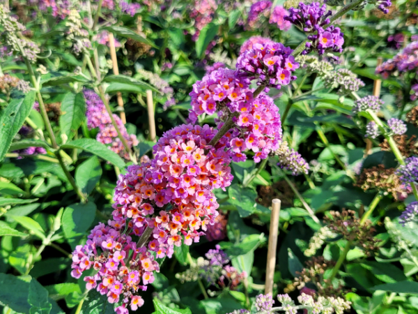 Buddleja davidii Flower Power Bicolor - Sommerflieder
